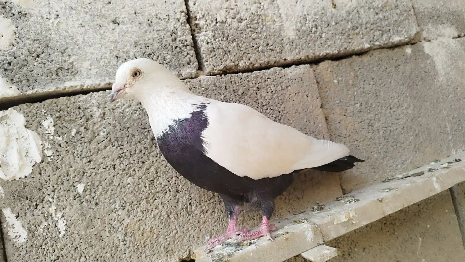 شوش|پرنده|شوش, |دیوار