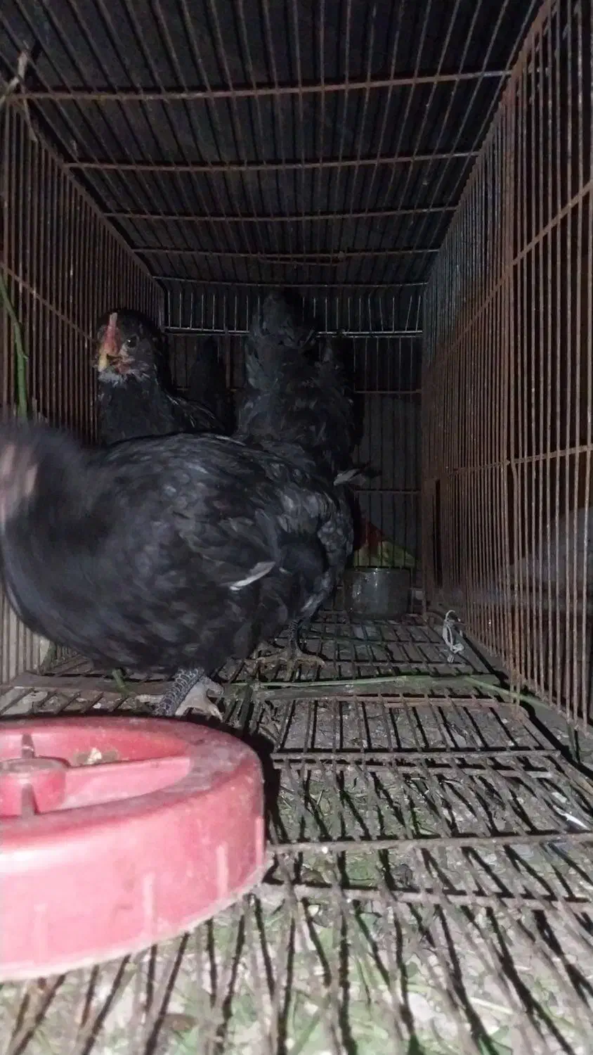 سه عدد جوجه مینیاتوری|حیوانات مزرعه|پارسآباد, |دیوار