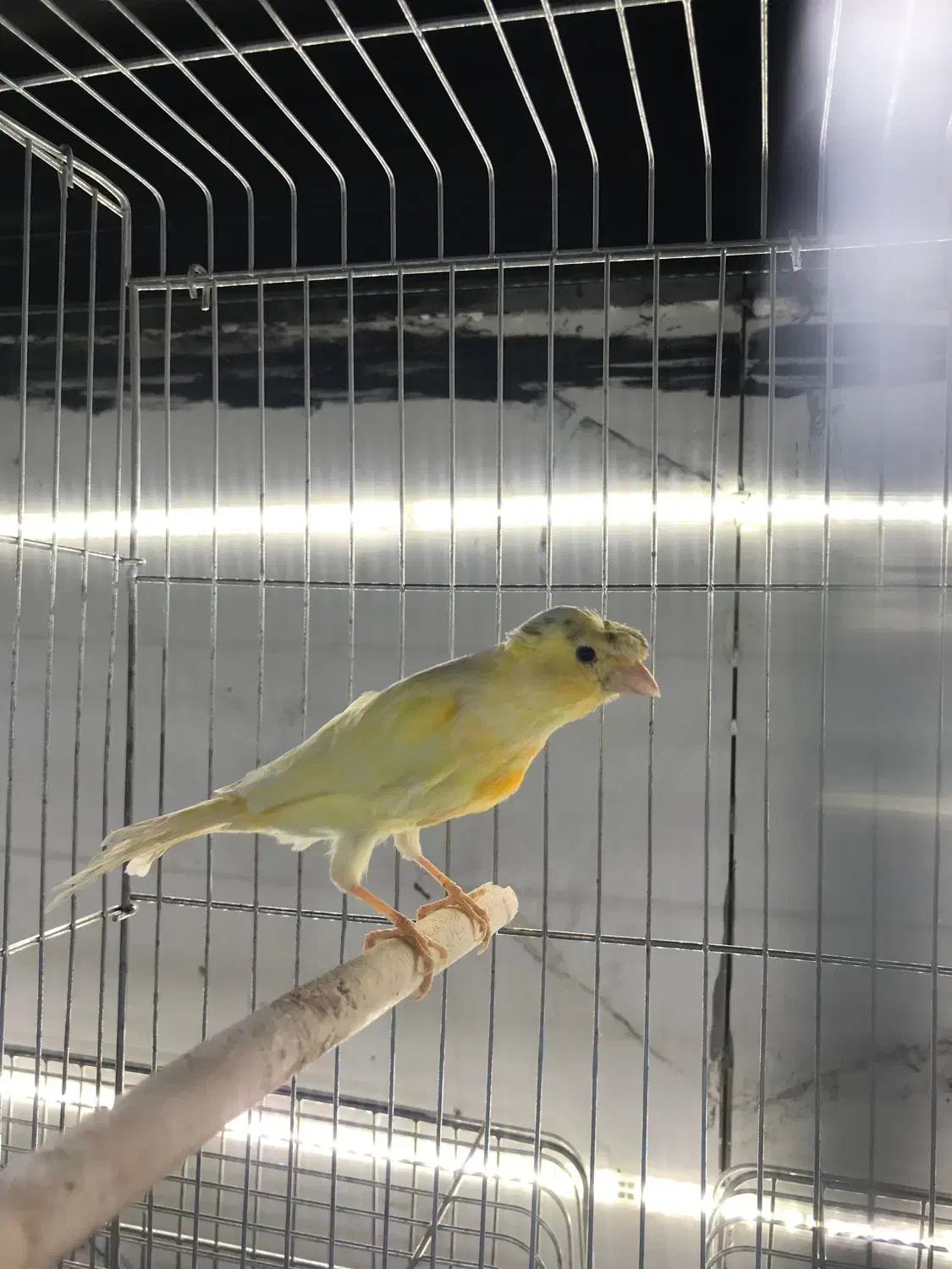 قناری|پرنده|قشم, |دیوار