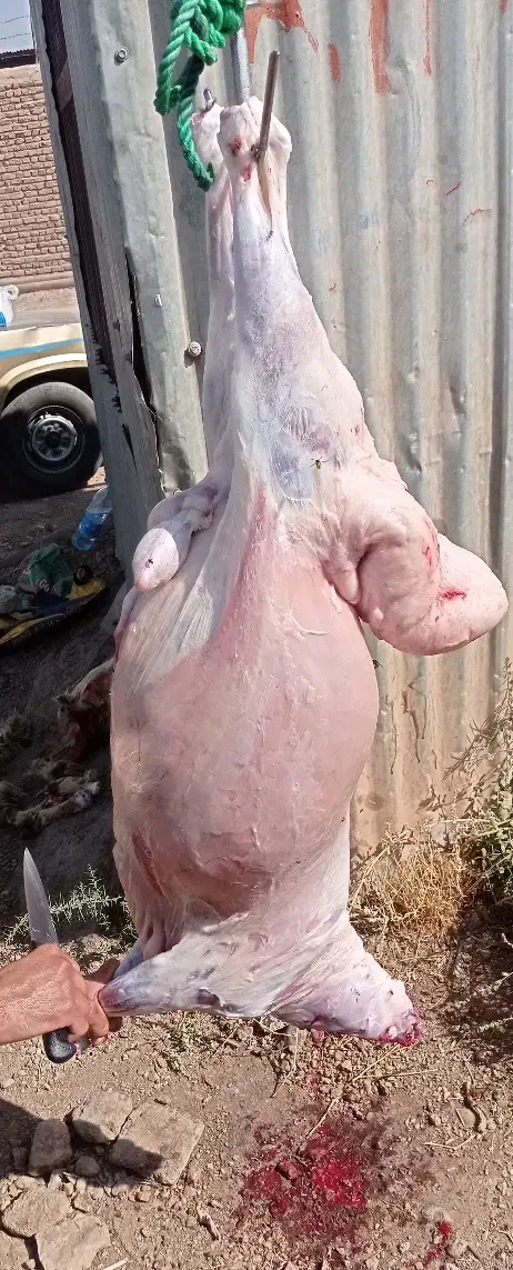 بره نر چاق  خوش طعم خوراک خورده گوشت کیلویی 750|حیوانات مزرعه|زرند, |دیوار