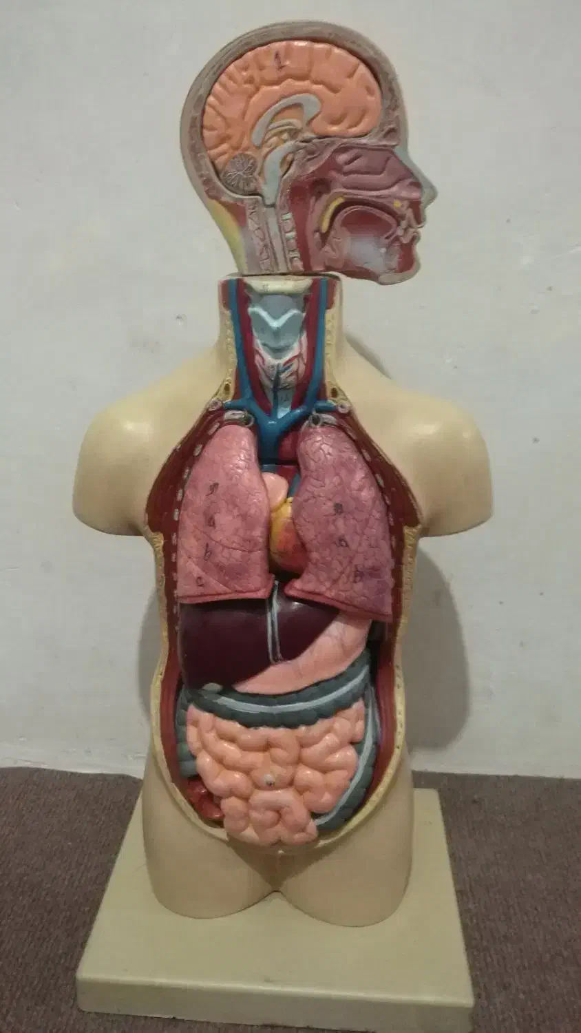 مولاژ اناتومی بدن انسان کامل وسالم ونو|آرایشی، بهداشتی، درمانی|قائم‌شهر, |دیوار