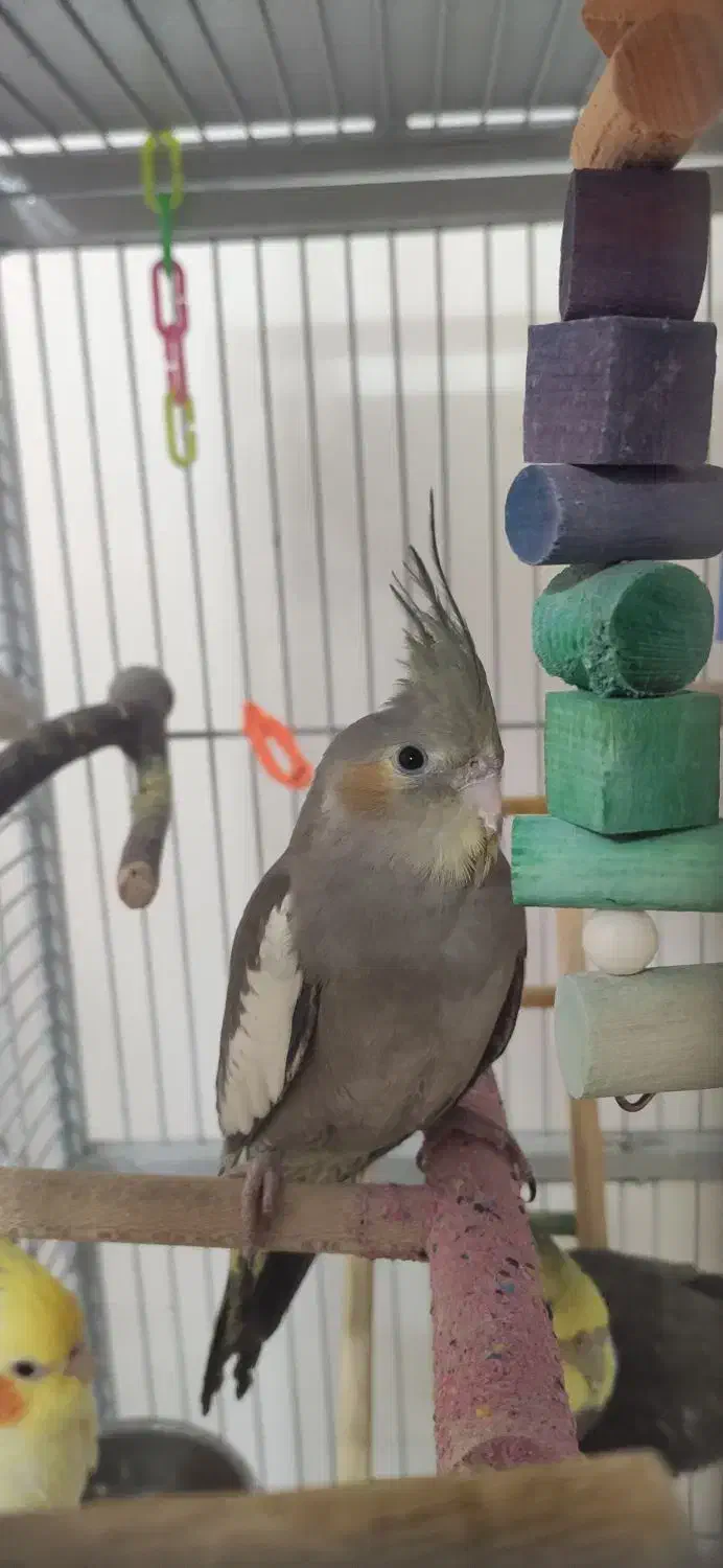 عروس هلندی سخنگو تا ده کلمه|پرنده|حمیدیا, |دیوار