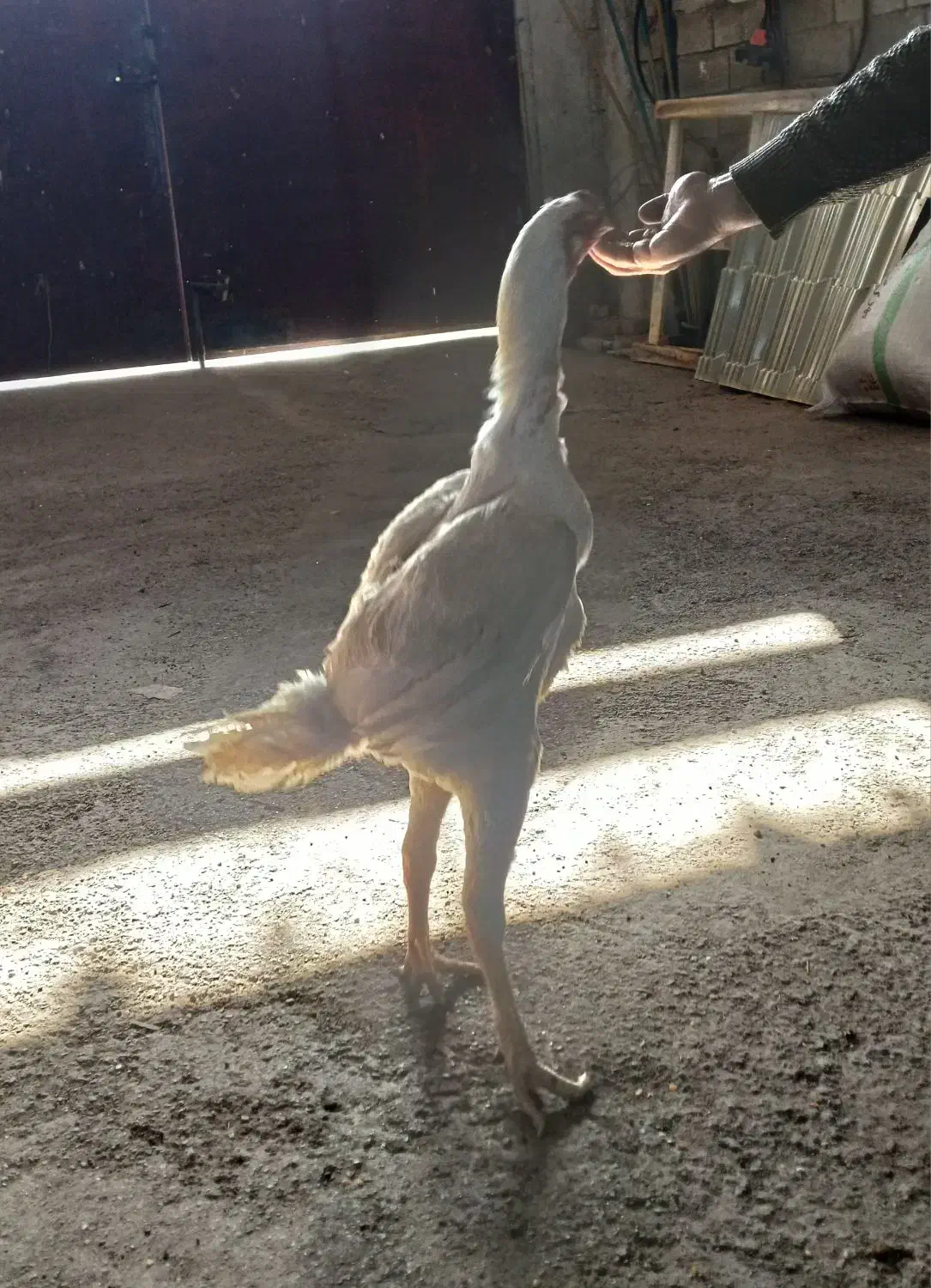 جوجه لاری|حیوانات مزرعه|آمل, |دیوار