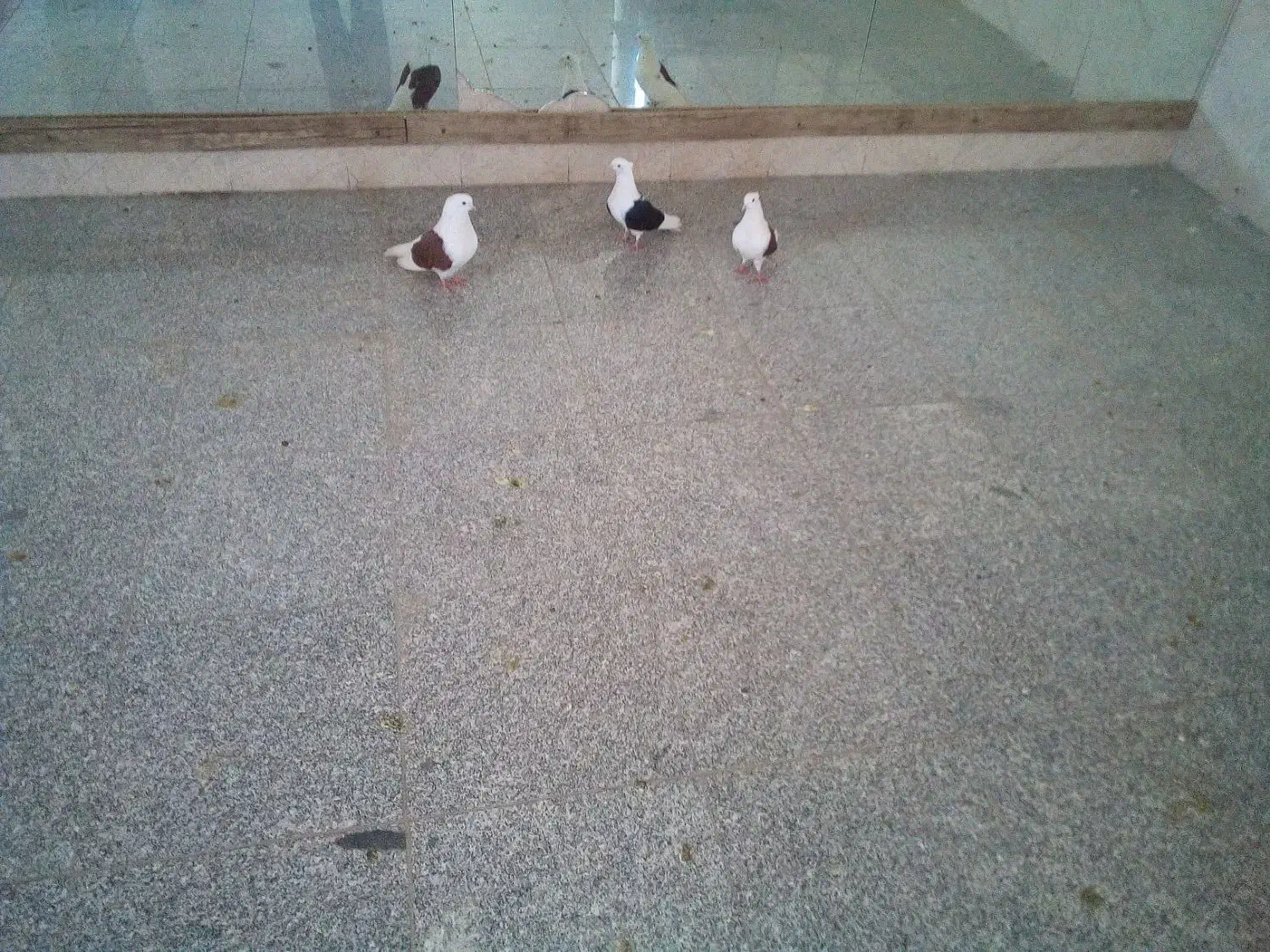 کبوتر|پرنده|اصفهان, کشاورزی|دیوار