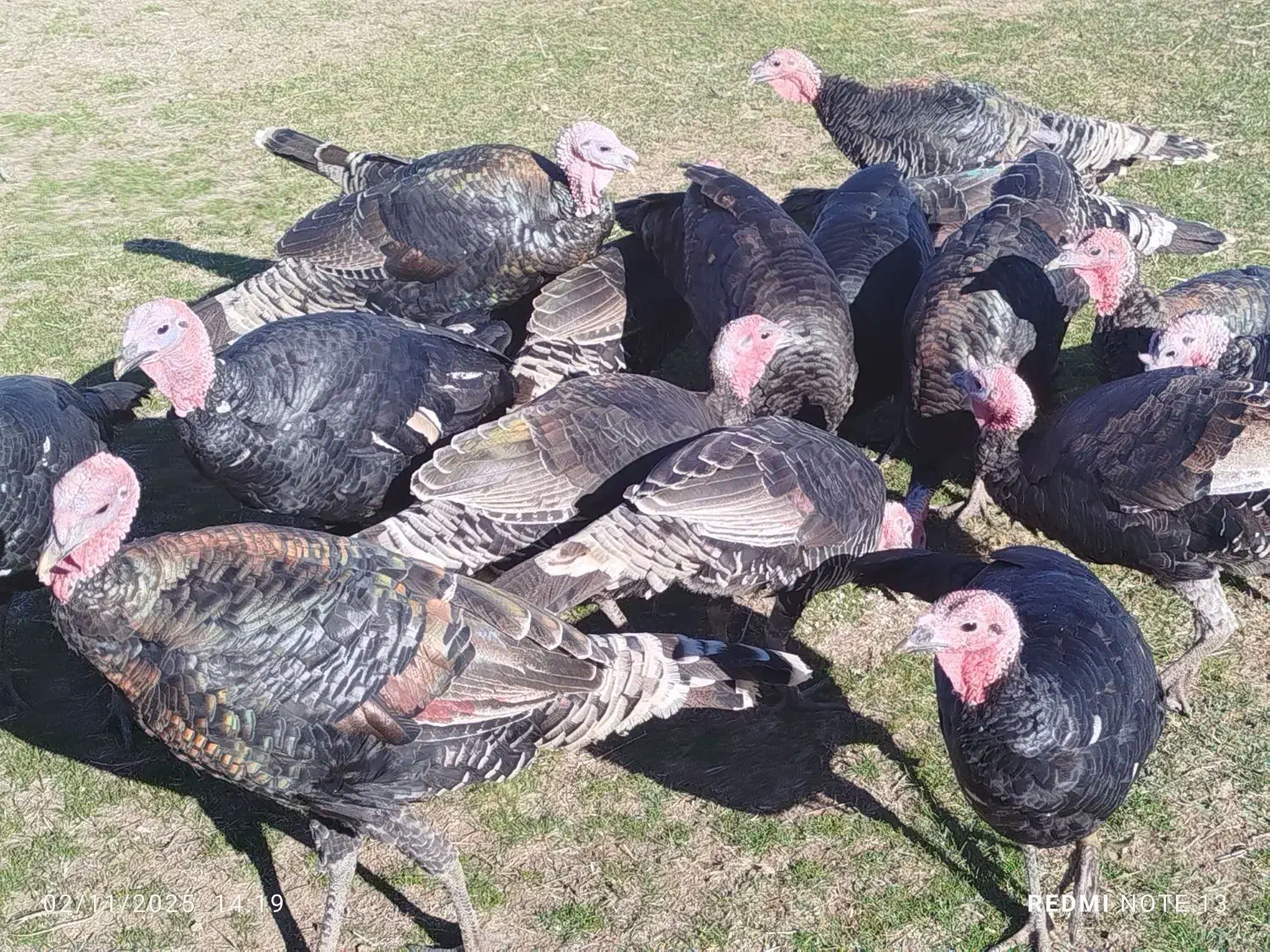 فروش بوقلمون|حیوانات مزرعه|چالدران, |دیوار