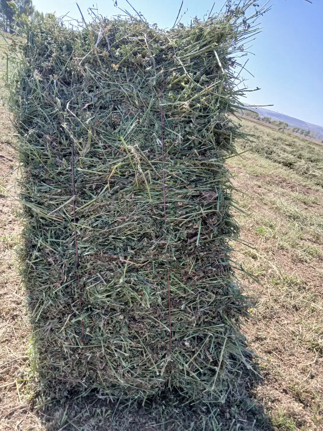 یونجه چین دوم|حیوانات مزرعه|اردبیل, |دیوار