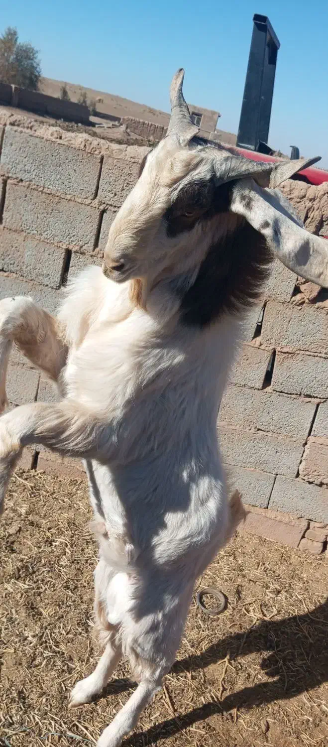 بزغاله نر|حیوانات مزرعه|تربت‌حیدریه, کلاته توکلی|دیوار