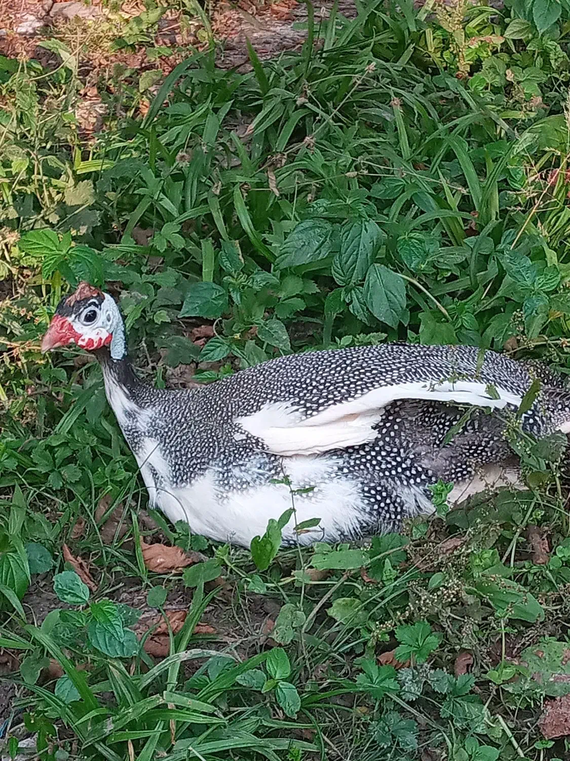 مرغ شاخدار تخمگذار|حیوانات مزرعه|رشت, حومه رشت|دیوار