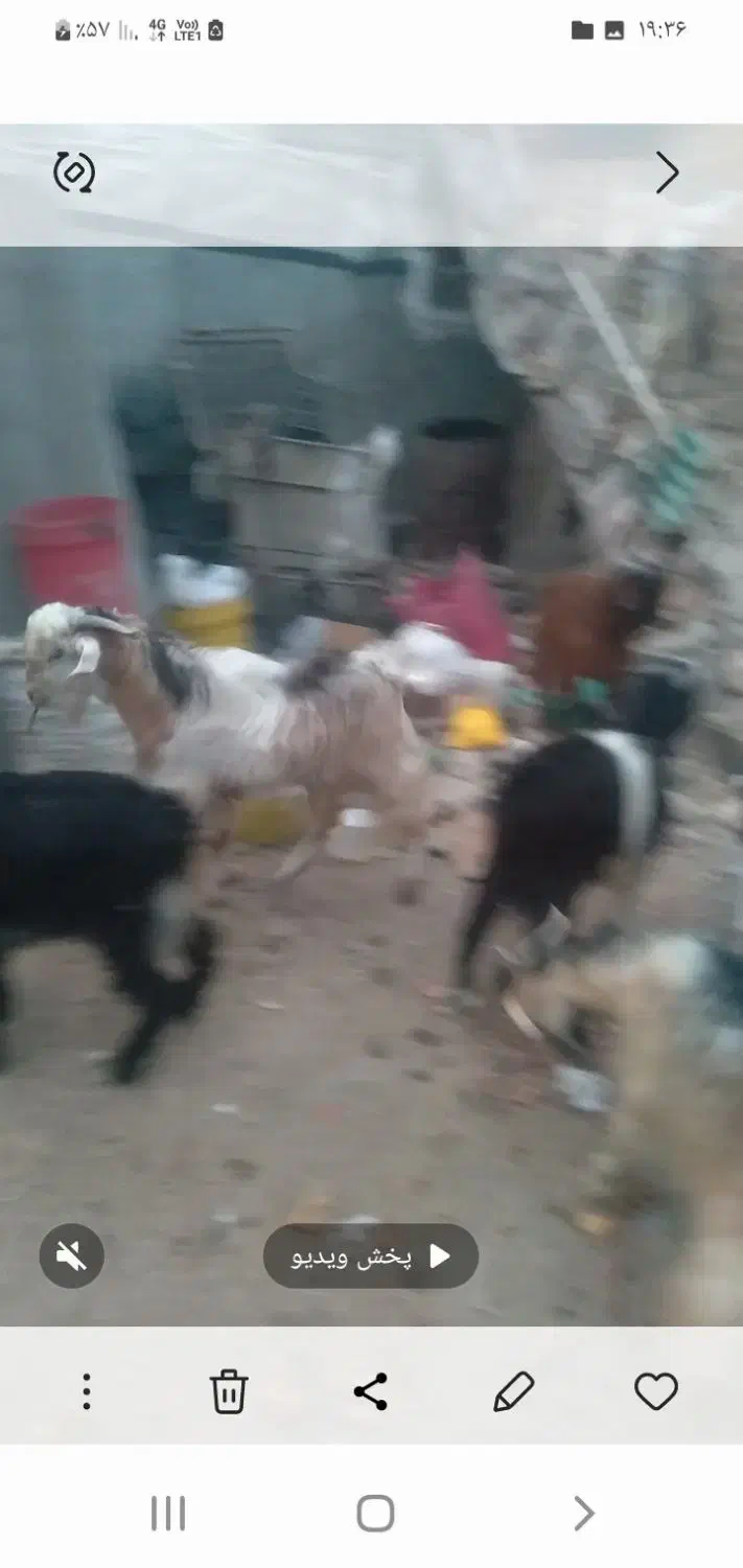 کهره چاق|حیوانات مزرعه|باغ ملک, |دیوار