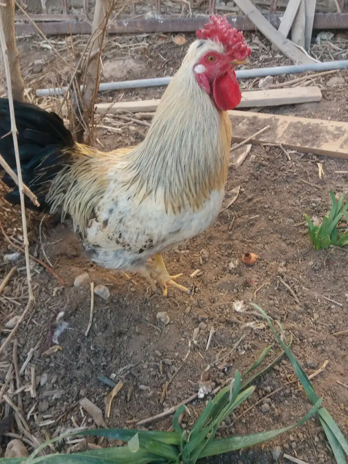 خروس خانگی|حیوانات مزرعه|مهریز, |دیوار