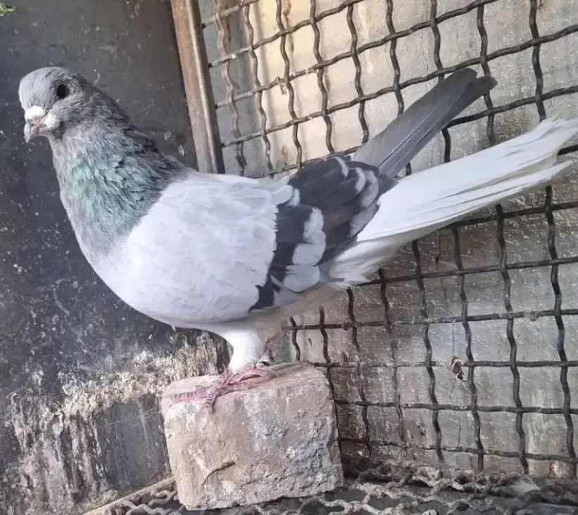 نر دمگیر خرقه|پرنده|برخوار, |دیوار