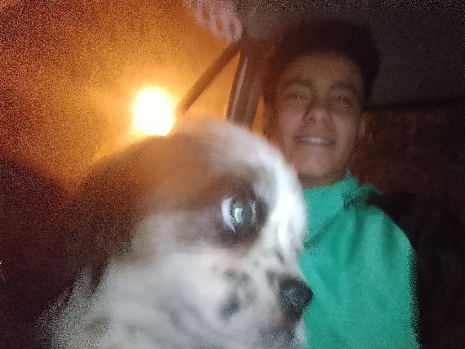 سگ پا کوتاه|سگ|کرج, حسینآباد|دیوار