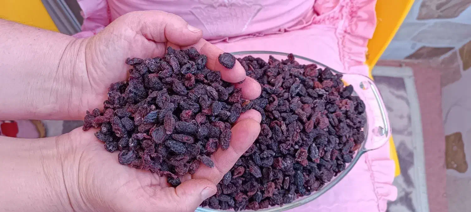 زغال اخته بدون هسته و اعلا|عمدهفروشی|مرند, |دیوار