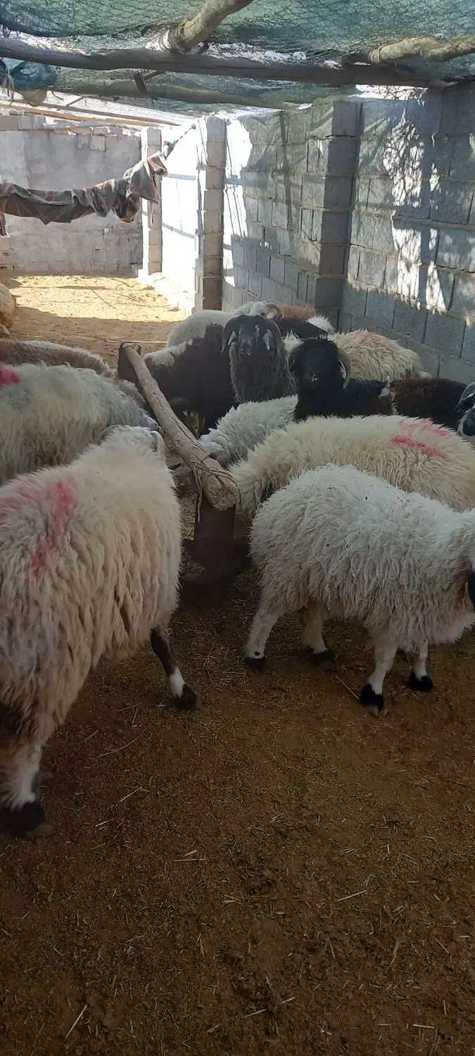 فروش بره نره چاق|حیوانات مزرعه|سرچهان, |دیوار