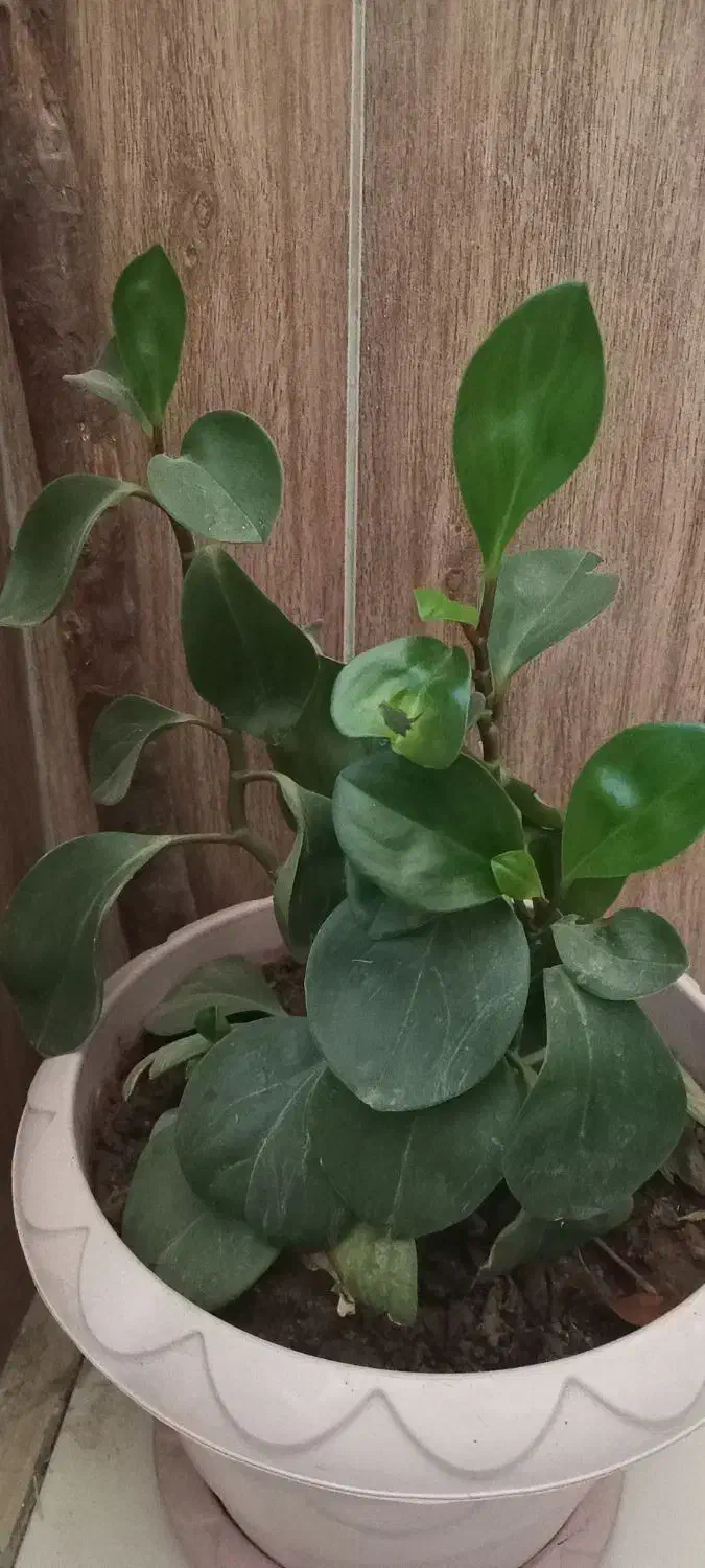 دیفن باخیا|گل و گیاه طبیعی|نورآباد, |دیوار