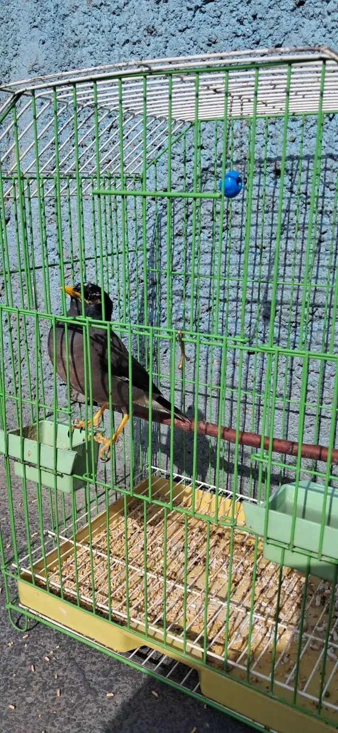 مینا رام سخنگو|پرنده|تهران, تهرانپارس جنوبی|دیوار