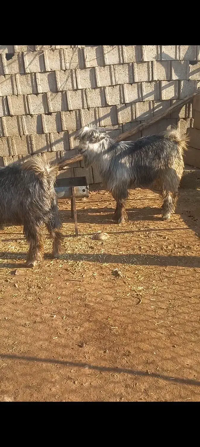 سه رس بزغاله|حیوانات مزرعه|فرخ‌شهر, |دیوار