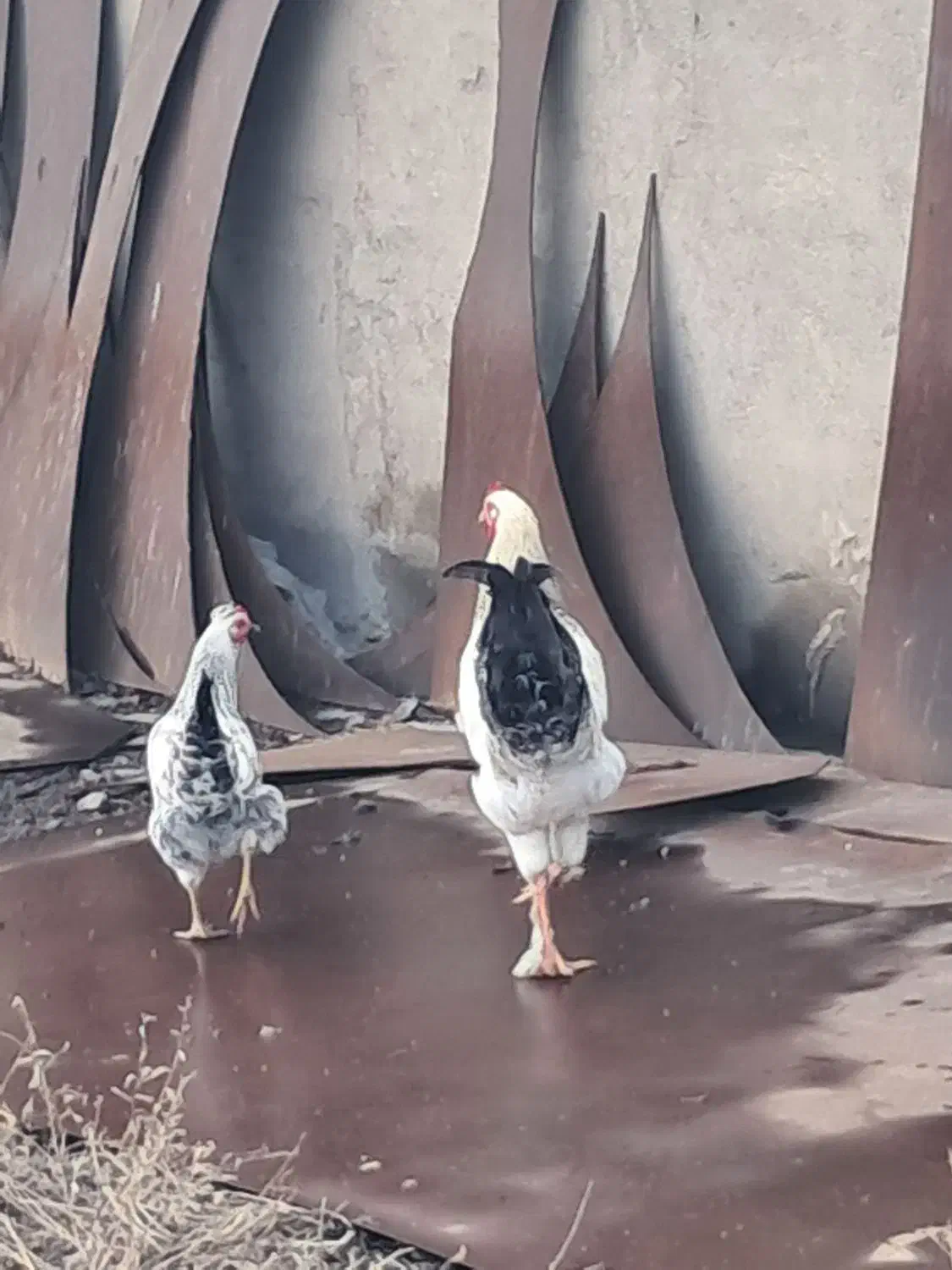 خروس برهما جوان|حیوانات مزرعه|صوفیان, |دیوار