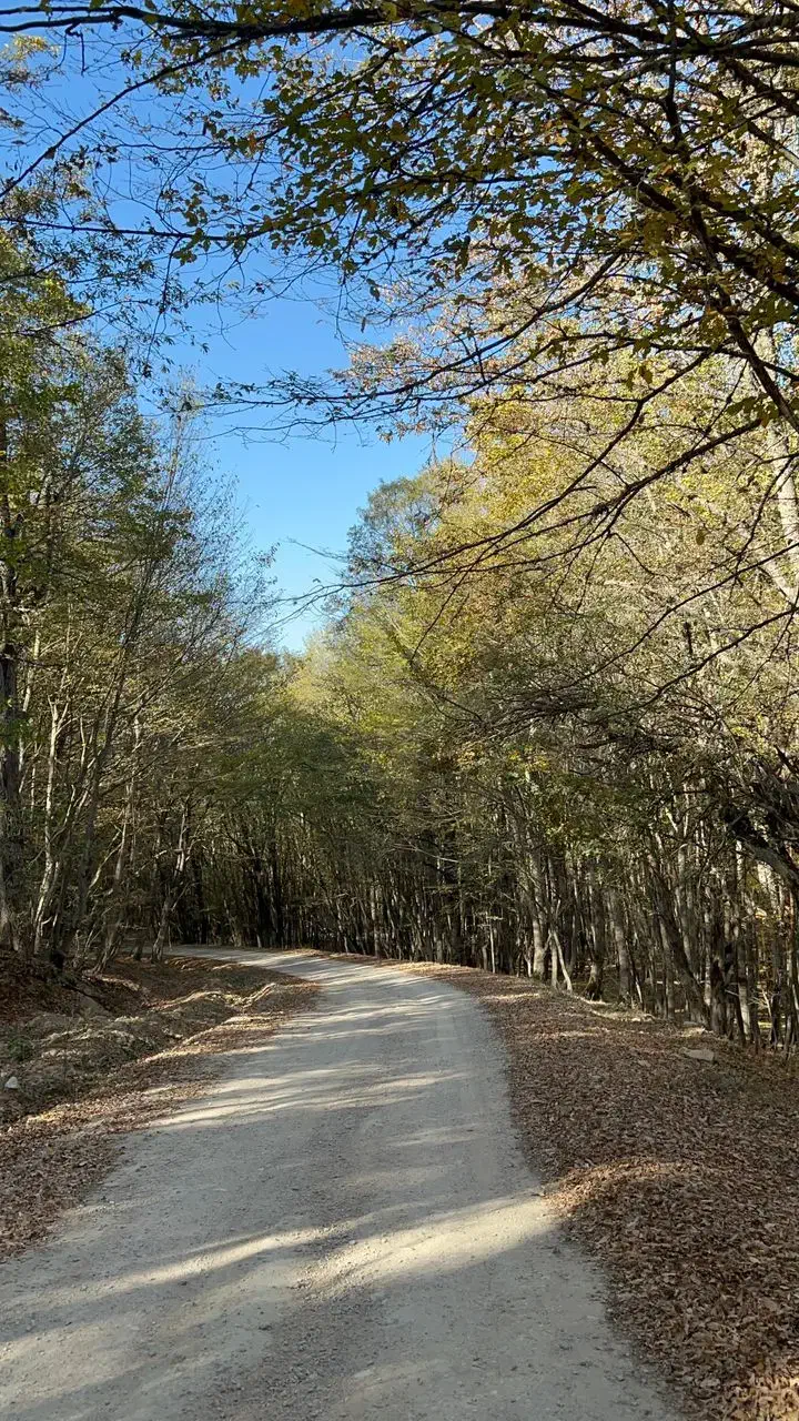 سمند|خودرو سواری و وانت|گنبد کاووس, |دیوار