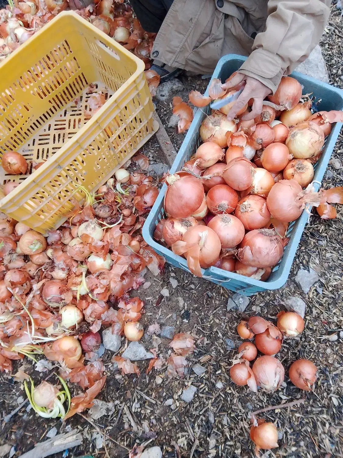 پیاز زرد|خوردنی و آشامیدنی|آشخانه, |دیوار