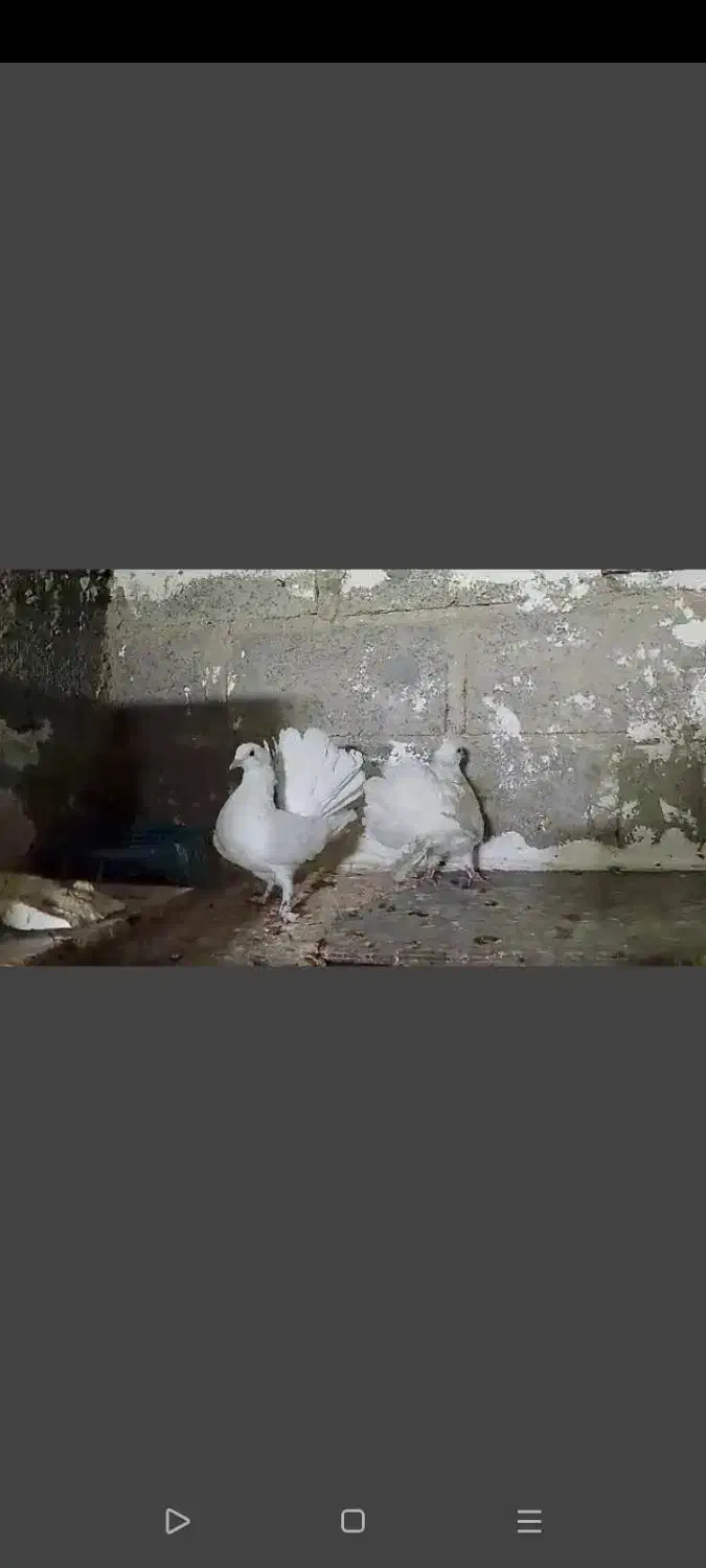 جفت دم چتری . طوقی|پرنده|مهر, |دیوار