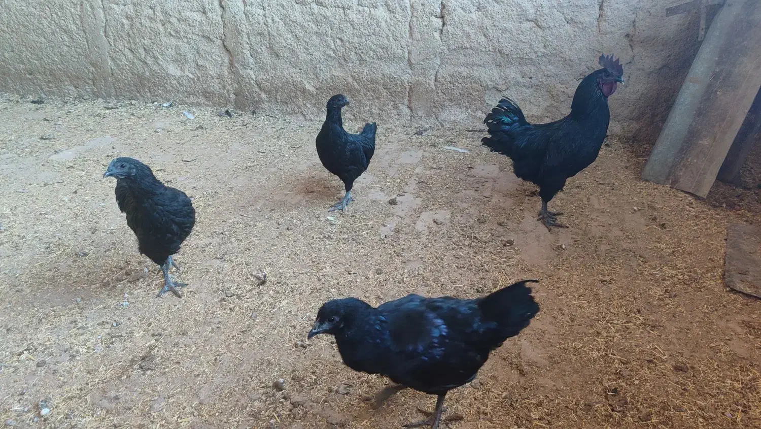 ایام سامانی اصیل|حیوانات مزرعه|جوادآباد, |دیوار