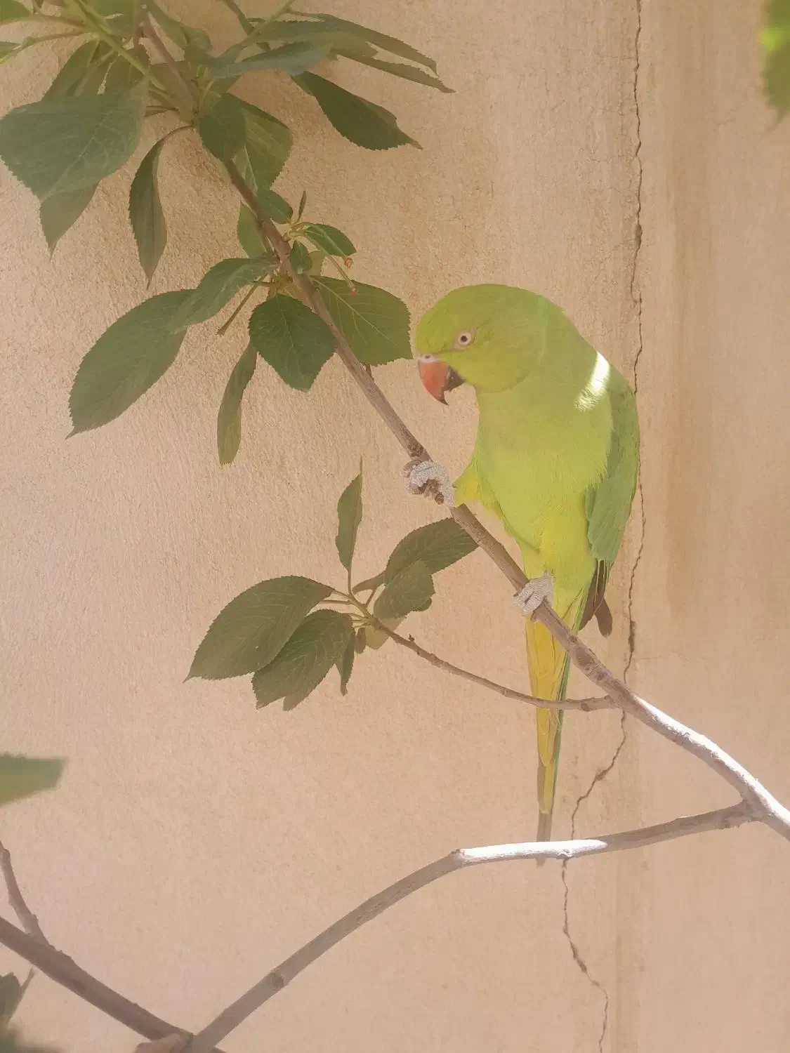 طوطی ملنگو گمشده|حیوانات|سقز, |دیوار