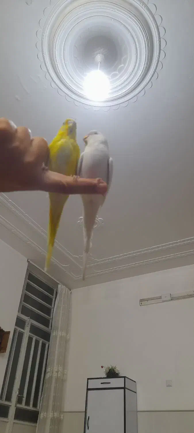 مرغ عشق فروشی|پرنده|آباده, |دیوار