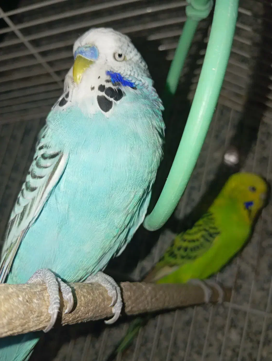 معاوضه مرغ عشق انگلیسی با مینا ماده|پرنده|تهران, بهمن یار|دیوار