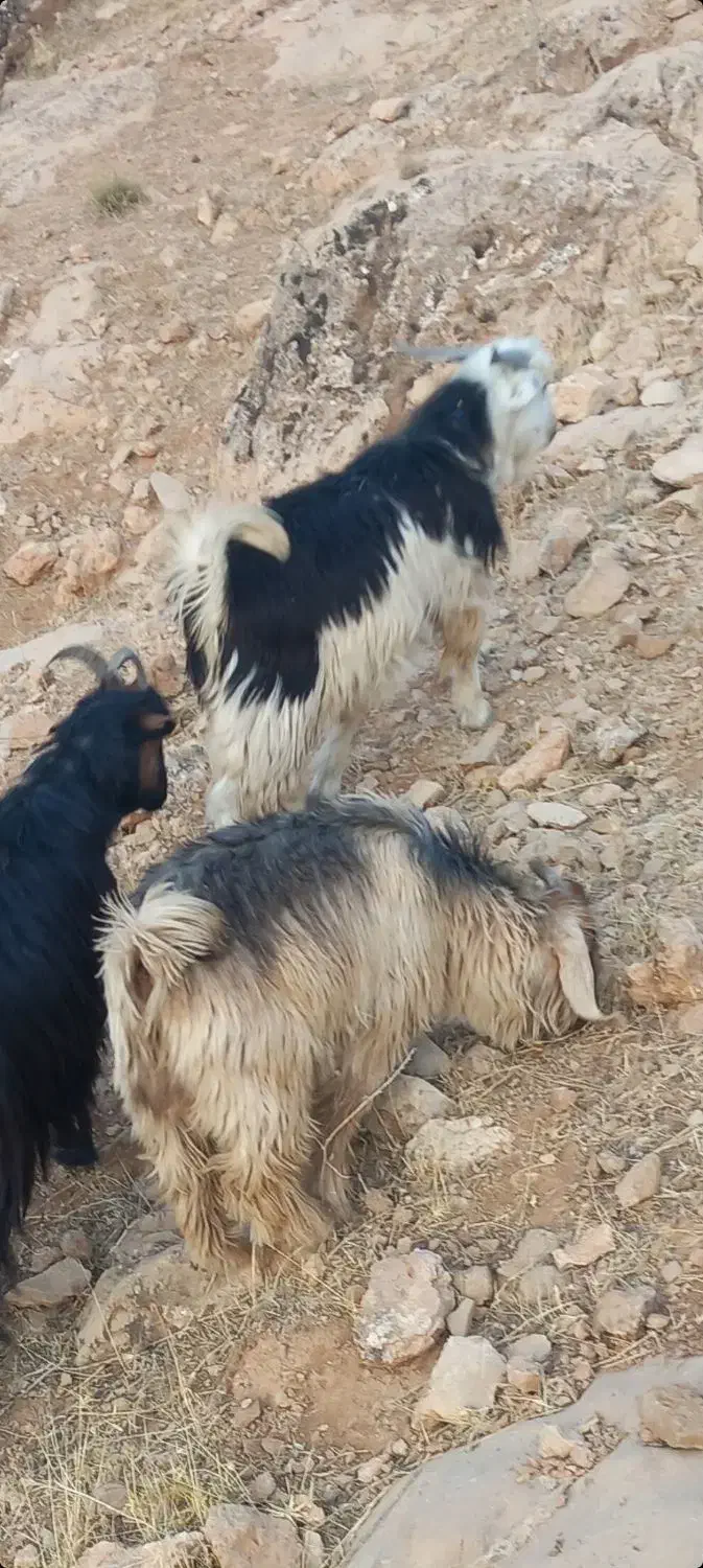 میش بره بیگ|حیوانات مزرعه|ناغان, |دیوار