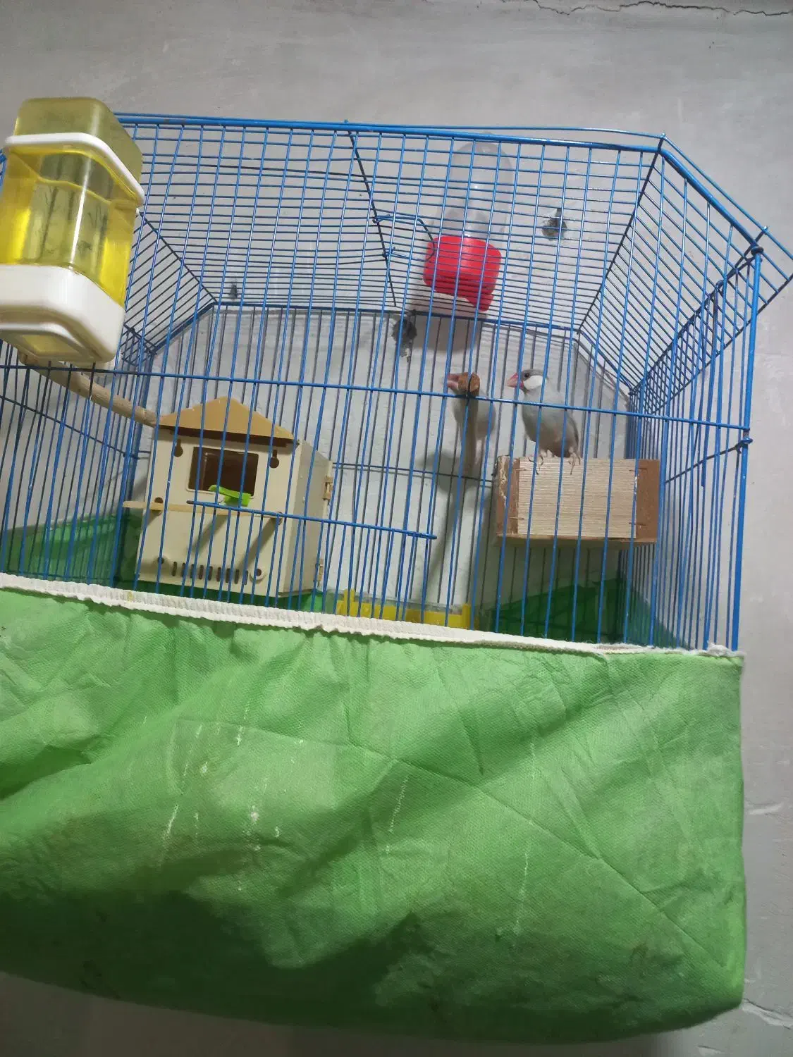 فنج|پرنده|خرمشهر, |دیوار