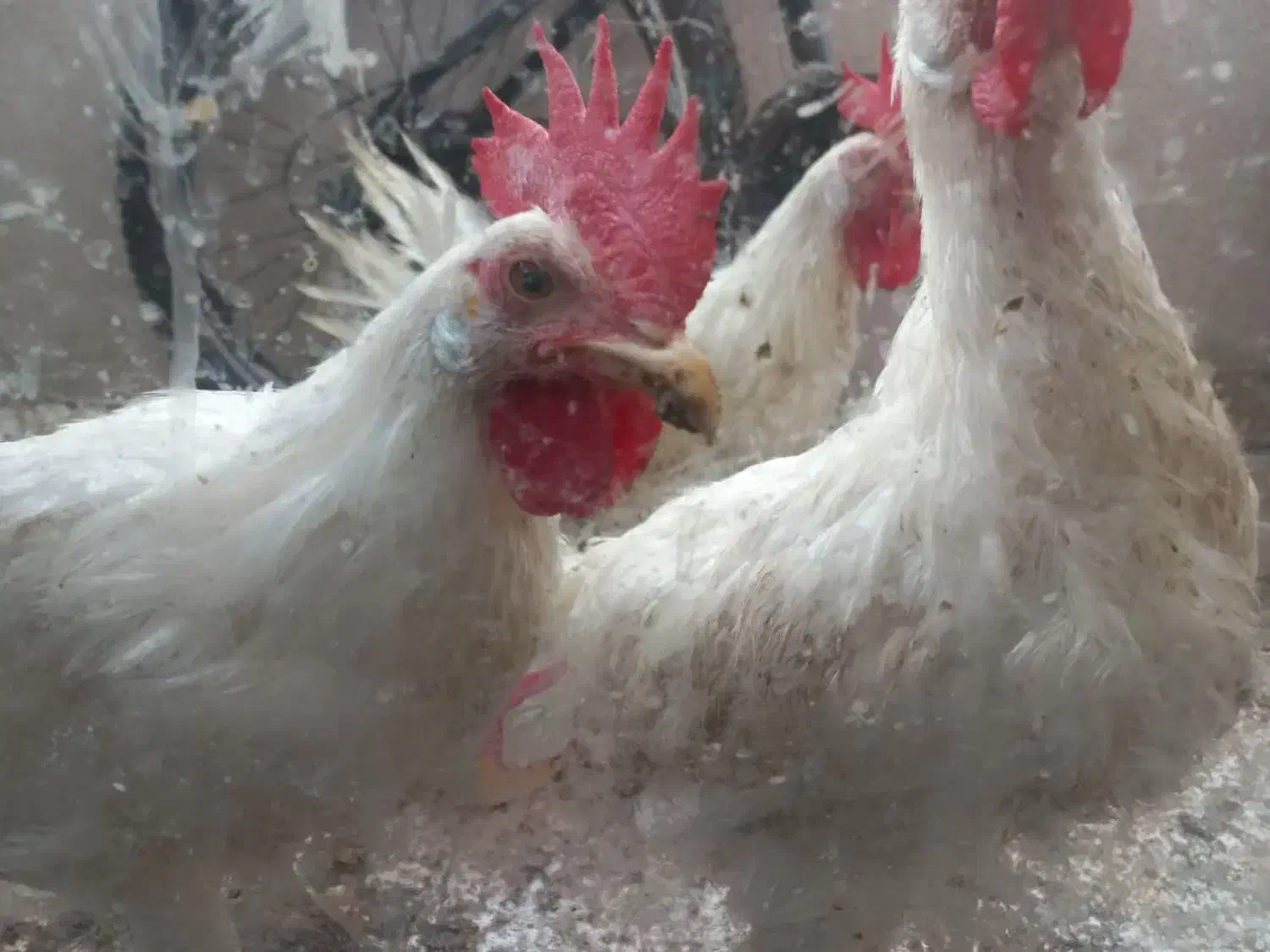 خروس سفید|پرنده|مشهد, آزادشهر|دیوار