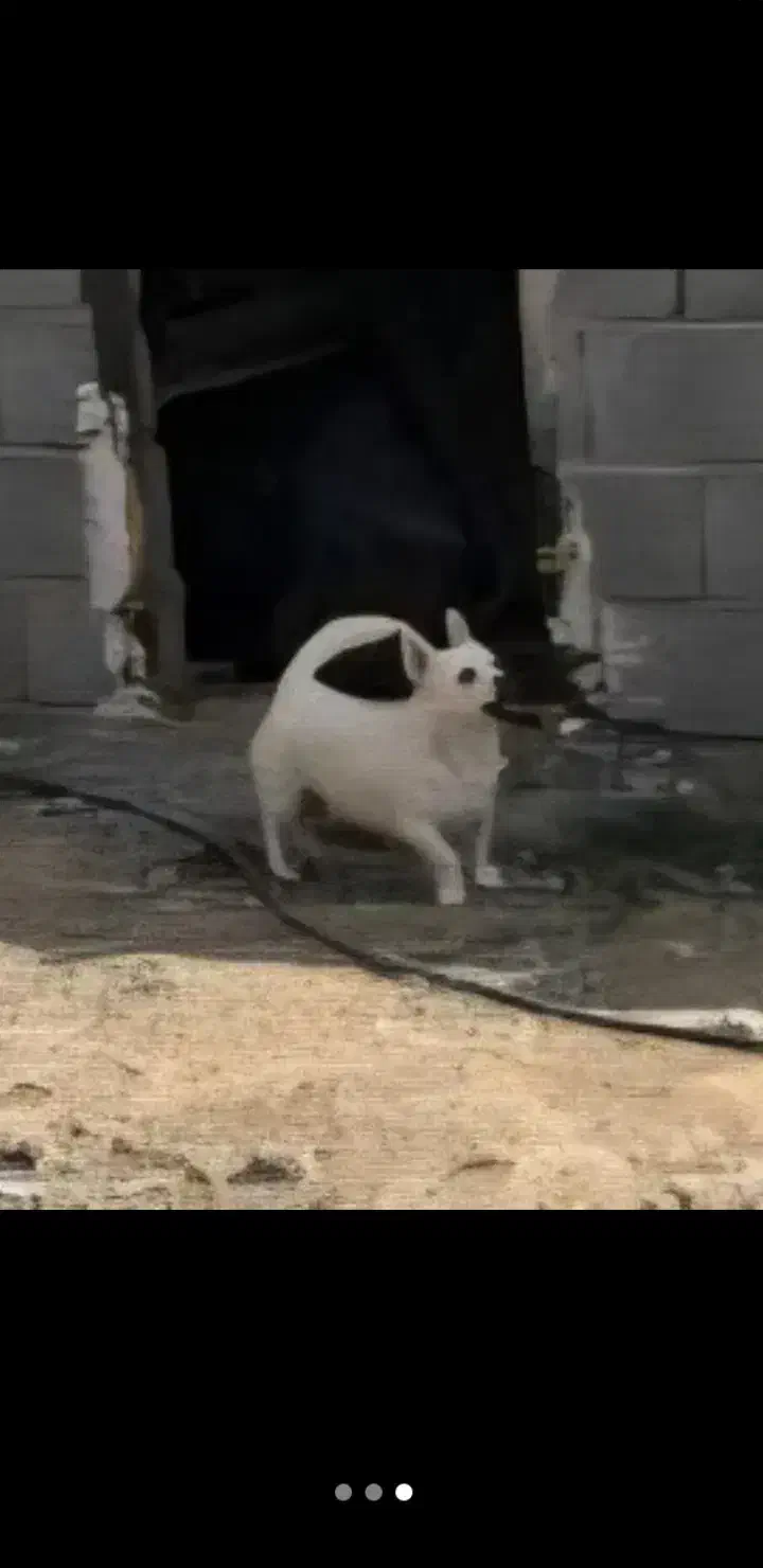 پاکوتاه ماده|سگ|اردبیل, |دیوار