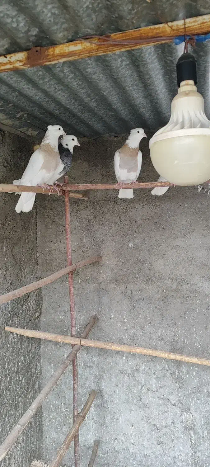 کبوتر طوقی|پرنده|اصفهان, سرشبادران|دیوار