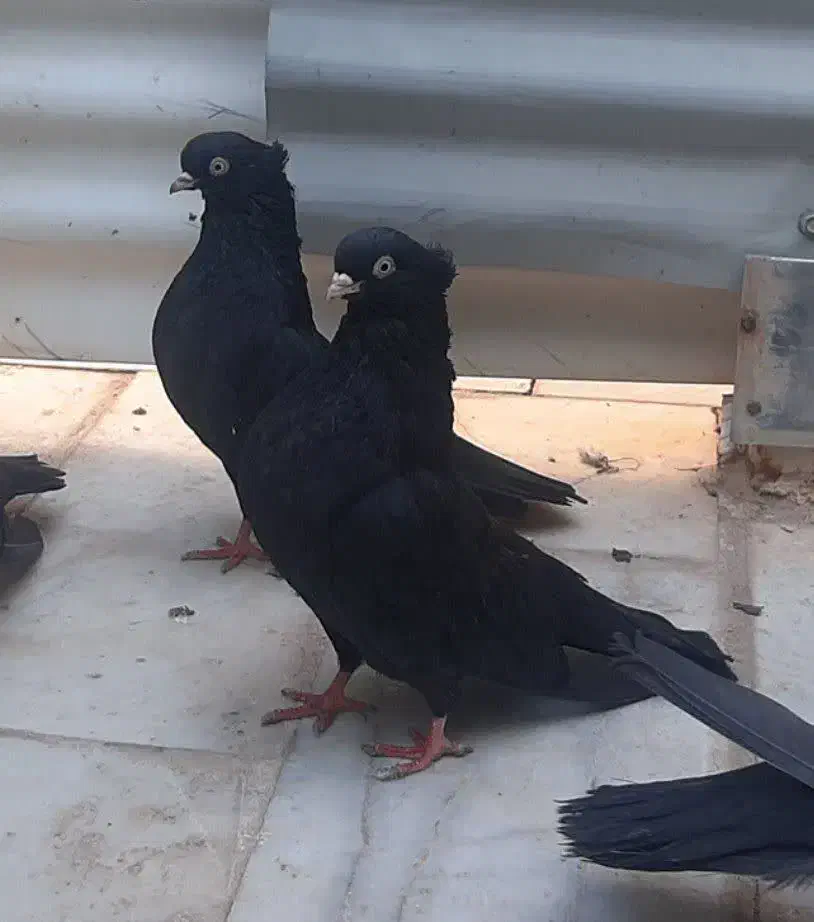 کفتر|پرنده|اردکان, |دیوار