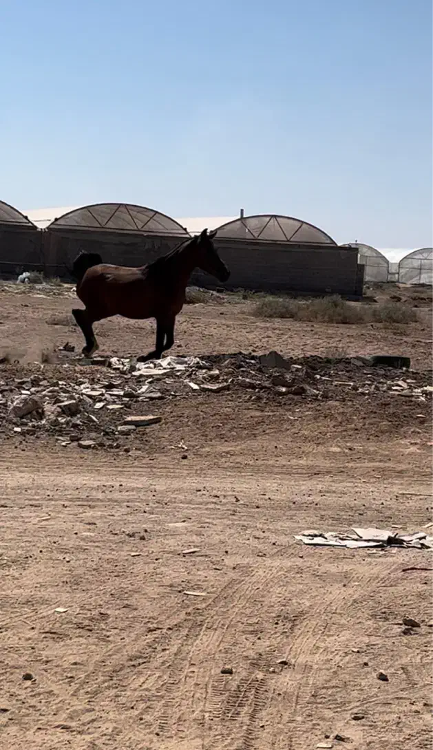 کره مادیان نوه بن طوطی|اسب و تجهیزات اسب‌سواری|اصفهان, شهرک صنعتی جی|دیوار