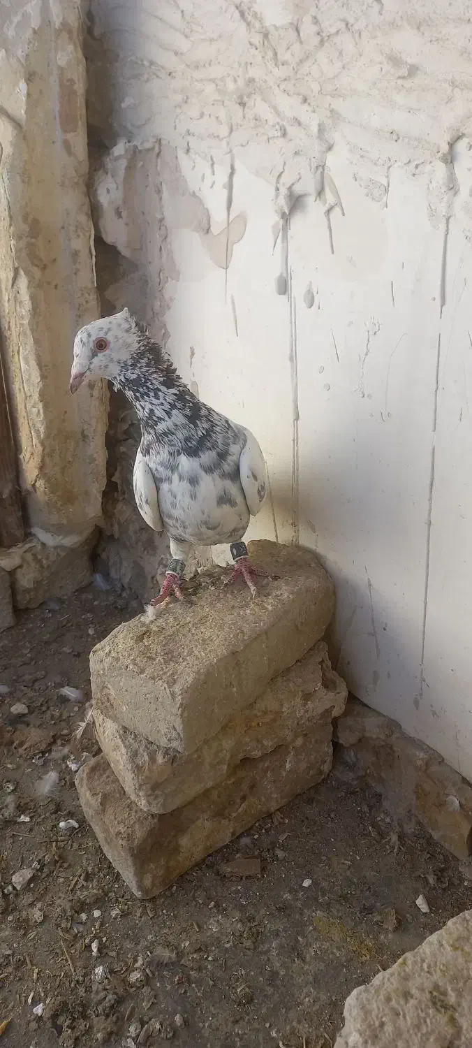 فروشی|پرنده|چناران, |دیوار