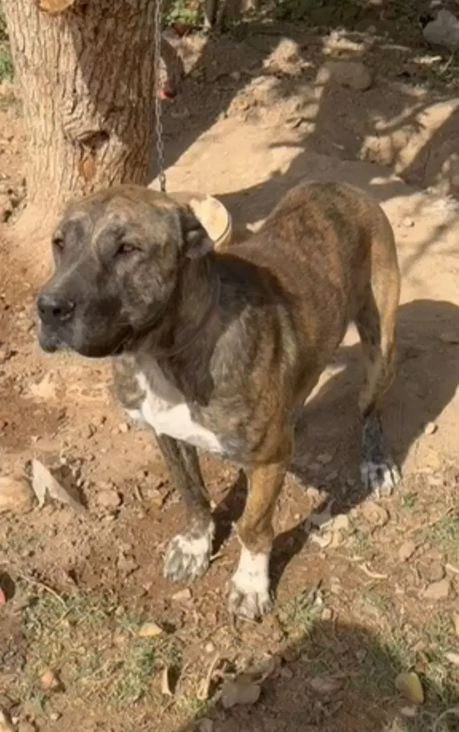 ماده افغان اصیل|سگ|سمنان, |دیوار