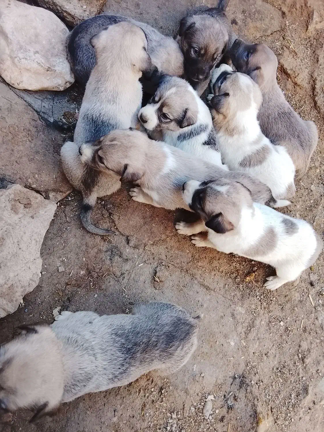 توله سگ سرابی|سگ|بیلوار, |دیوار