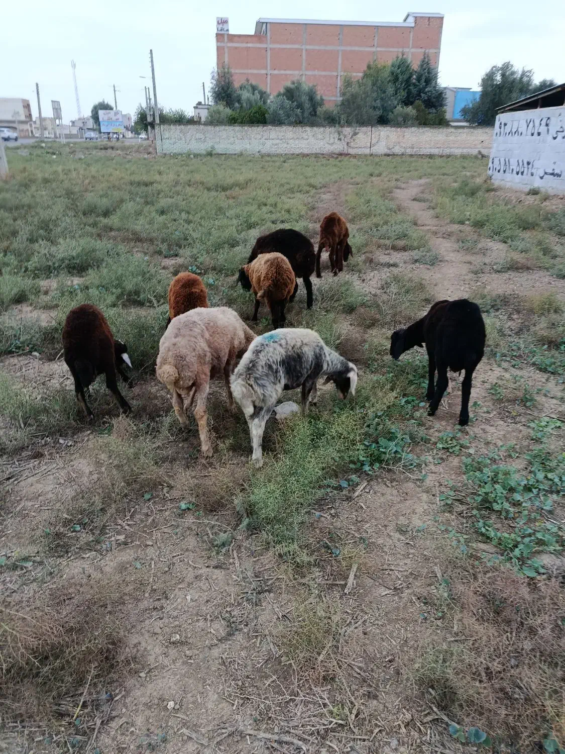 توقلی سالم|حیوانات مزرعه|آق قلا, |دیوار