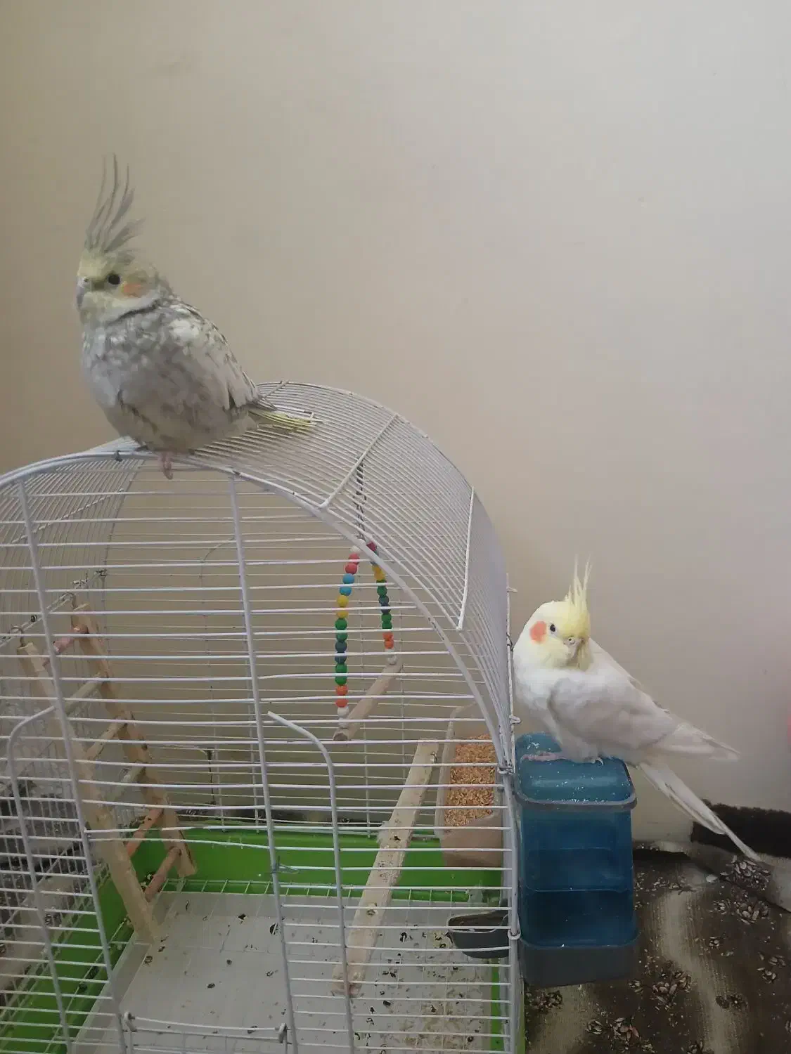 عروس هلندی|پرنده|شیراز, دشت چنار|دیوار