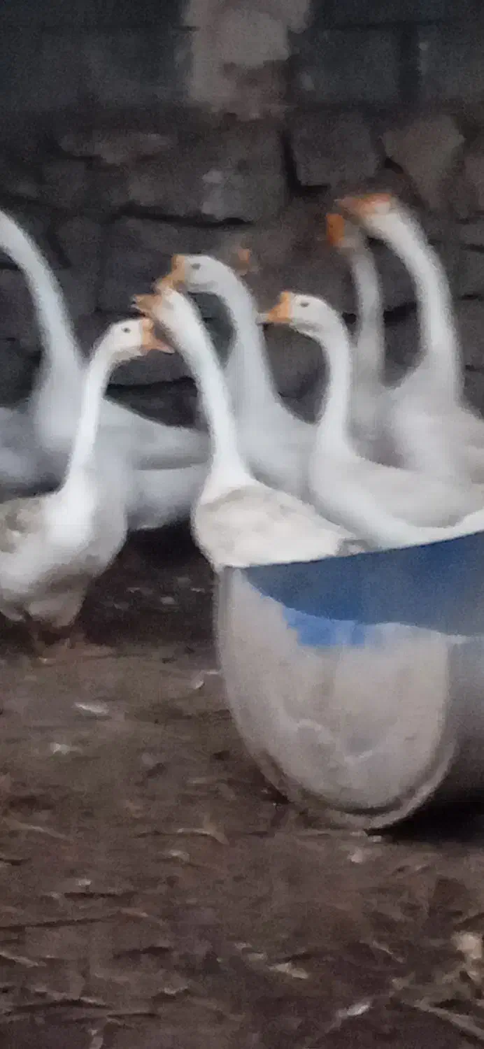 دو عدد قوغاز چینی .نر معاوضه چناران|حیوانات مزرعه|مشهد, توس (بلوار توس)|دیوار