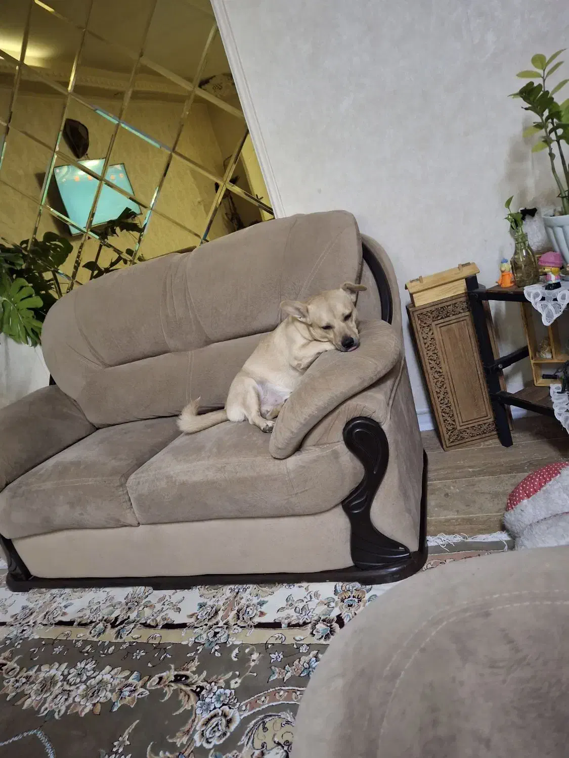 سگ گمشده|حیوانات|قم, شاه ابراهیم|دیوار