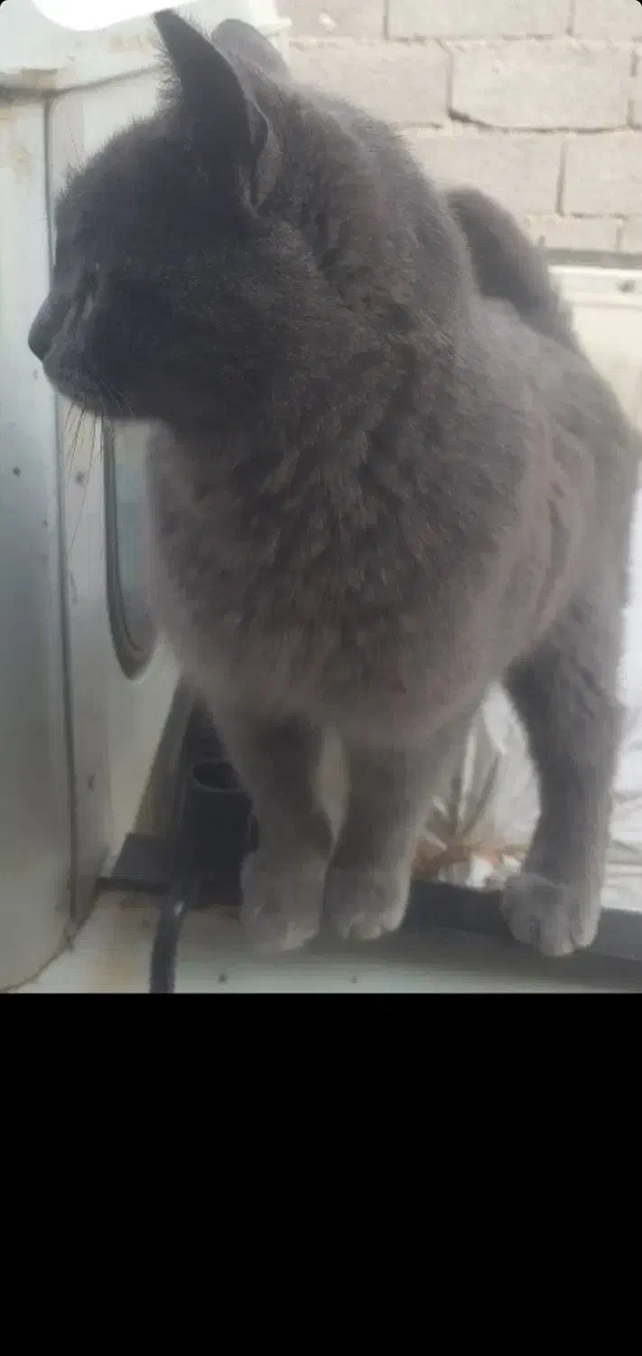 گربه|حیوانات|قزوین, |دیوار