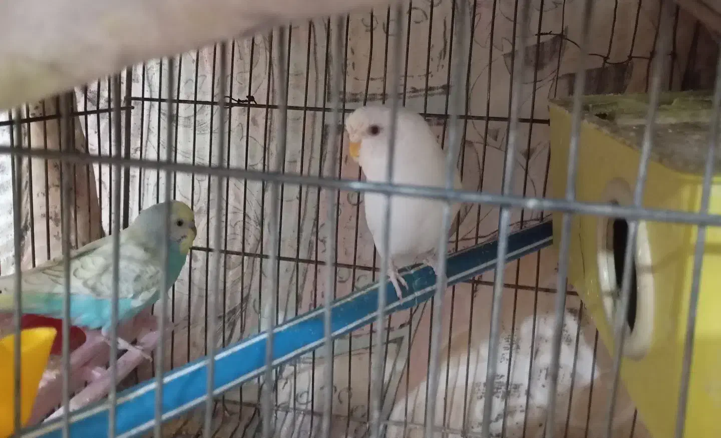 دو جفت مرغ عشق کارداده در جوین|پرنده|سبزوار, بیهق شرقی|دیوار