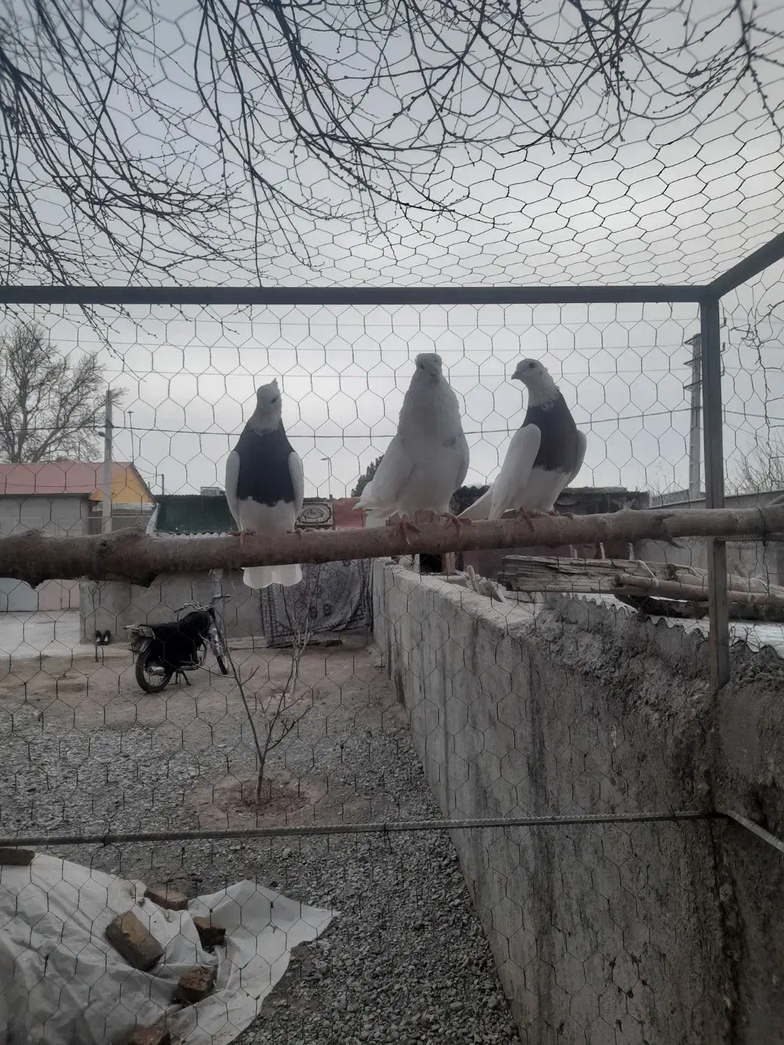 کبوتر طوقی|پرنده|بشاریات, |دیوار