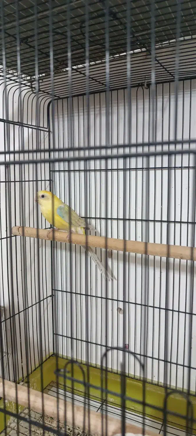 ماده طوطی آوازه خوان|پرنده|اصفهان, مهدی آباد|دیوار