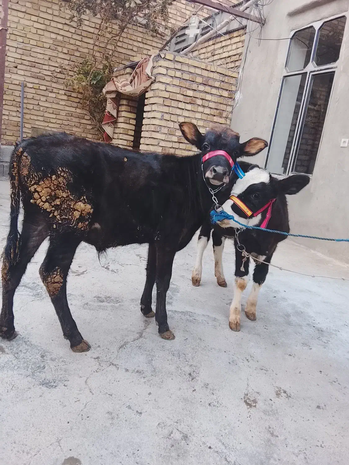 گوساله|حیوانات مزرعه|کلیائی, |دیوار