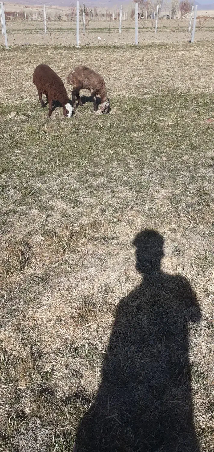 دو عد بر ماد|حیوانات مزرعه|سنقر, |دیوار