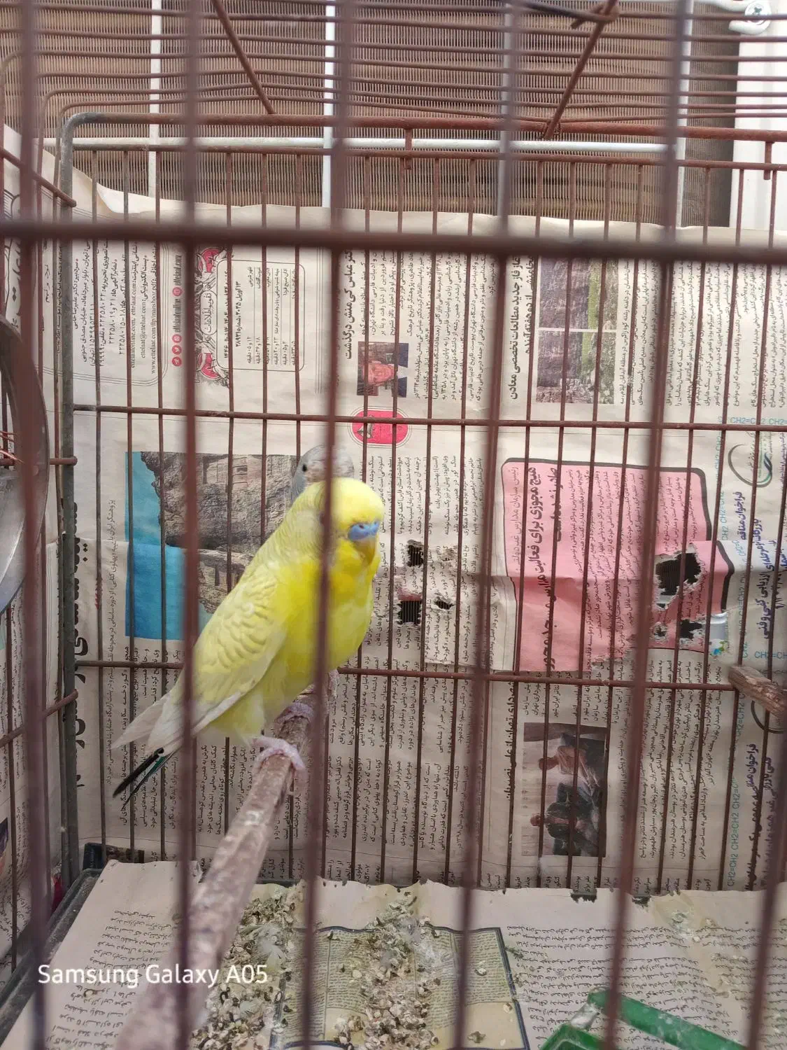 مرغ عشق|پرنده|نسیم‌شهر, |دیوار